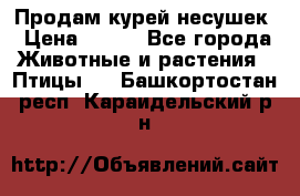 Продам курей несушек › Цена ­ 350 - Все города Животные и растения » Птицы   . Башкортостан респ.,Караидельский р-н